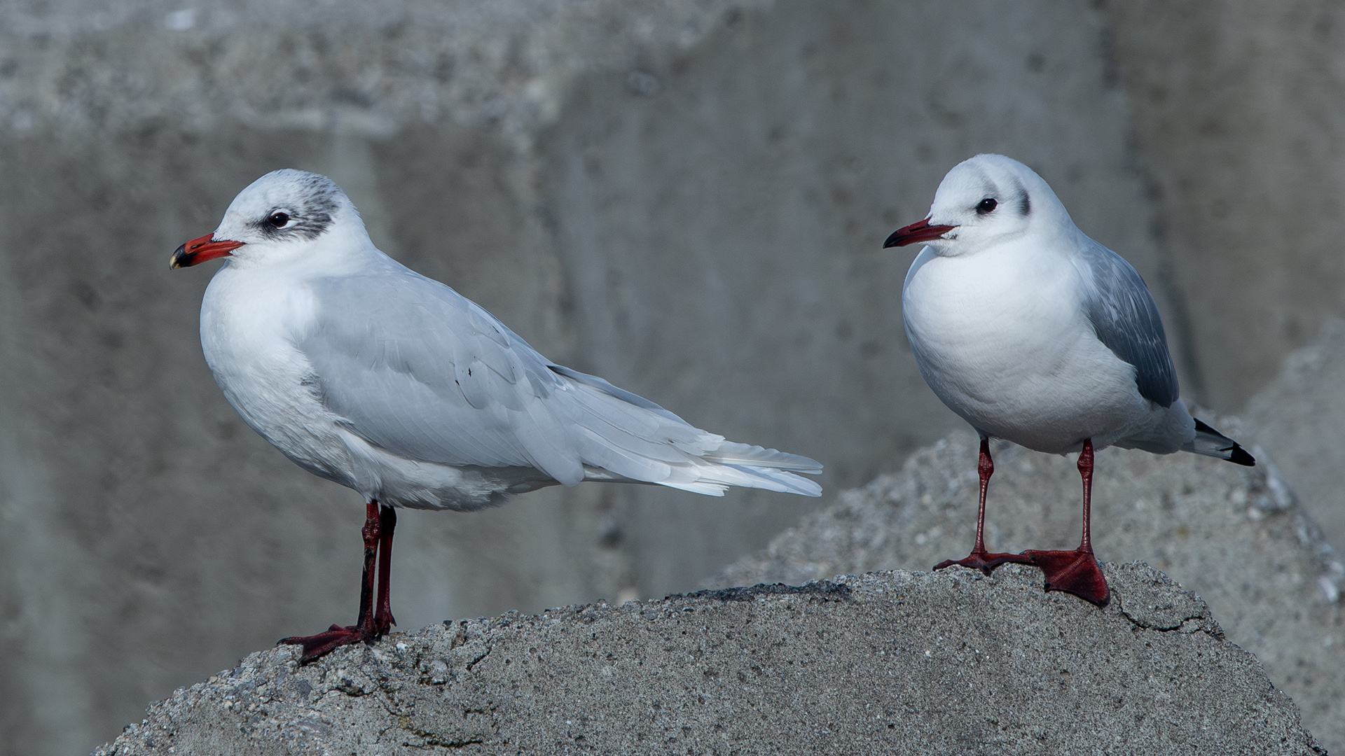 Mediterranean Gull